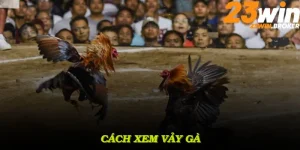 Cách Xem Vảy Gà Cực Chuẩn Theo Chuyên Gia Tại 23WIN