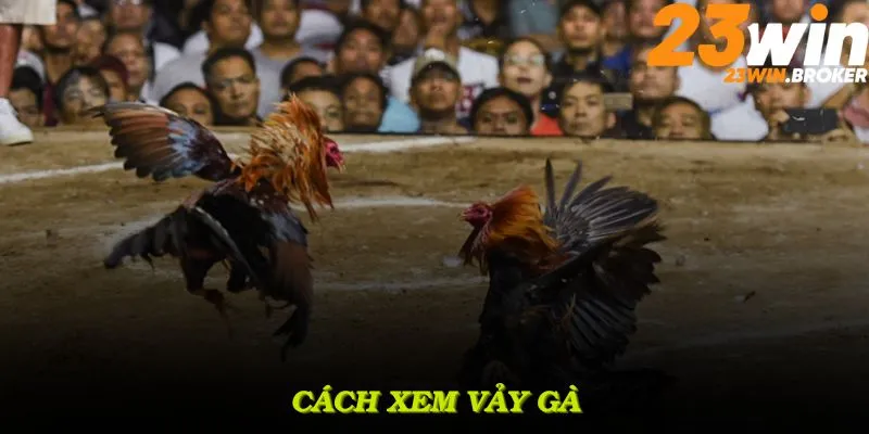 Cách Xem Vảy Gà Cực Chuẩn Theo Chuyên Gia Tại 23WIN