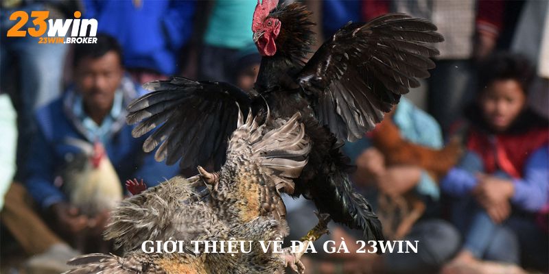 Đá Gà 23Win: Trải Nghiệm Đỉnh Cao Sự Hồi Hộp Và Thử Thách 1 Giới thiệu sơ lược về đá gà 23Win