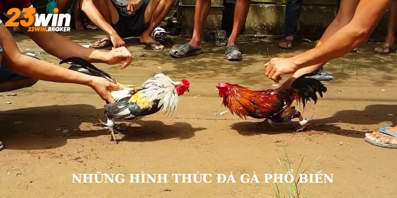 Đá Gà 23Win: Trải Nghiệm Đỉnh Cao Sự Hồi Hộp Và Thử Thách 3 Các hình thức đá gà tại 23Win