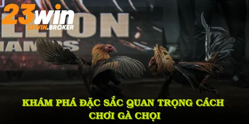 Cách Chơi Gà Chọi Và Những Ưu Điểm Thú Vị Bạn Nên Biết 3 Khám phá nhiều đặc sắc quan trọng cách chơi gà chọi