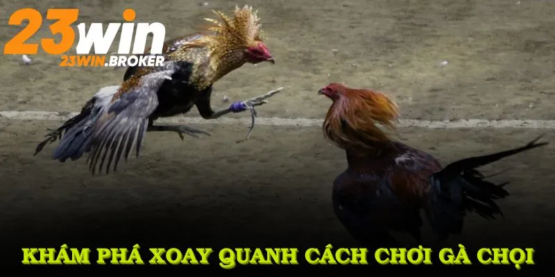 Cách Chơi Gà Chọi Và Những Ưu Điểm Thú Vị Bạn Nên Biết 2 Khám phá xoay quanh cách chơi gà chọi