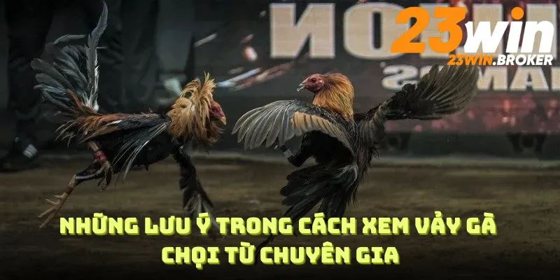 Cách Xem Vảy Gà Cực Chuẩn Theo Chuyên Gia Tại 23WIN 4 Những lưu ý trong Cách xem vảy gà chọi từ chuyên gia
