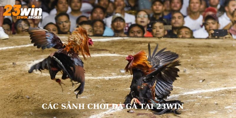 Đá Gà 23Win: Trải Nghiệm Đỉnh Cao Sự Hồi Hộp Và Thử Thách 2 Các sảnh đá gà tại 23Win